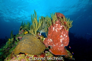 Roatan Reef Scenic by David Gilchrist 